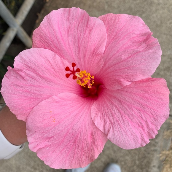 Meet your Posher, Lindsey - Picture 1 of 1